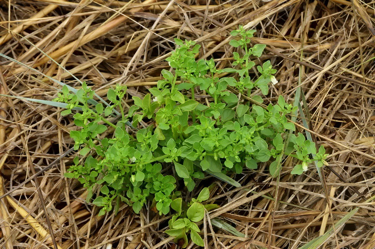 Salpichroa origanifolia - Salpicroa